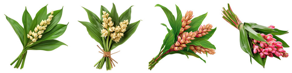 A Bunch Of Fresh Fragrant greater Alpinia galanga Hyperrealistic Highly Detailed Isolated On Transparent Background Png File White Background Photo Realistic Image - obrazy, fototapety, plakaty