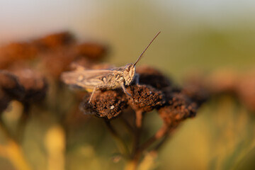 perched on a plant in the morning sun.