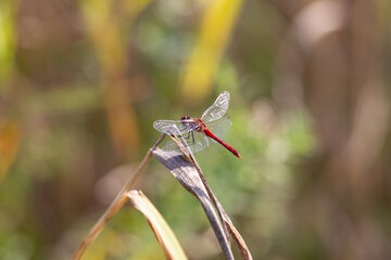 Red dragonfly resting on a twig in the summer sun.