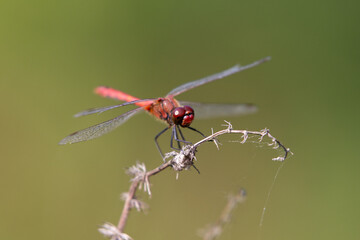 Red dragonfly resting on a twig in the summer sun.