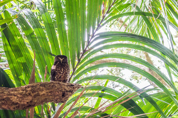 Ruru the owln in the palm trees
