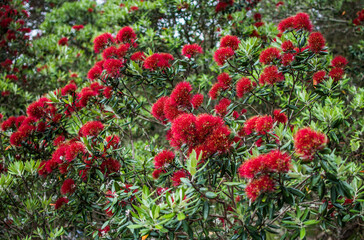 New Zealand Christmas tree in blossom