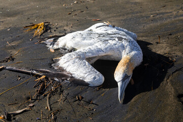 Naklejka premium Dead gannet bird washed up onto the beach, Bethells Beach, Auckland, New Zealand.