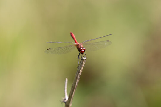 Red dragonfly resting on a twig in the summer sun. - Powered by Adobe
