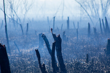 fire in the spring of dead wood and dry grass near a big city threatening the evacuation of people...