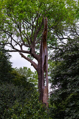 Oak tree growing with a totally hollow trunk, in spring