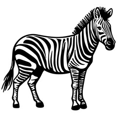 Fototapeta na wymiar Zebra Sketching Drawing.