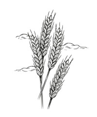 Bakery product sketch. Homemade pastry. Grains and rye. Graphic element for website. Assortment for bakery and street cafe. Doodle flat vector illustration isolated on white background