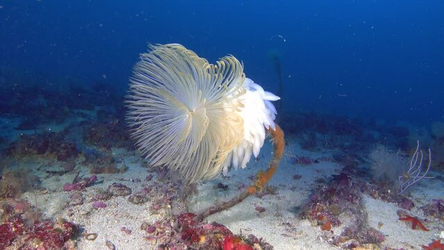 Deep underwater - Sea worm -spirograph- wirh squid eggs 55 meters depth