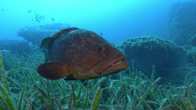 Sea life  Grouper fish close to the camera
