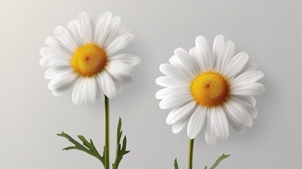 Two chamomile flowers on transparent background. Realistic illustration of daisy flowers,generative ai, generative, ai