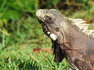 Lizards strolling peacefully