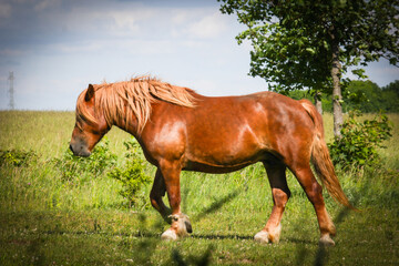 wild horse, side view , nature , horses , in doors , 
