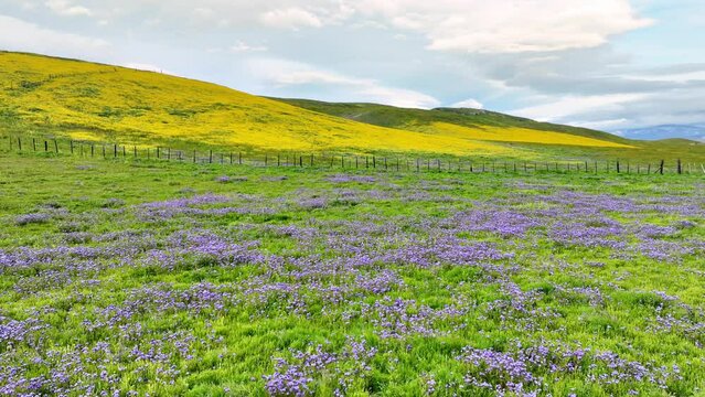Flying over a super bloom of wild flowers outside of Los Angeles. Normally a desert, but blooming with flowers from recent rains.