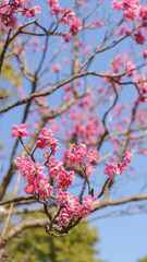 日本で咲く梅の花