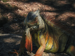 Iguana smiling while resting under the shade of nature