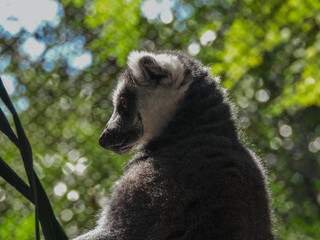 Ring-tailed lemur appreciating its surroundings at sunset