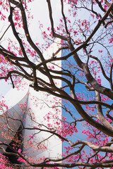 Pink trumpet tree in full bloom. Springtime in the city. Pink flowers against bright blue sky