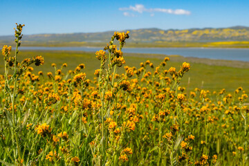 Super bloom of orange Fiddleneck near Soda Lake in Carrizo Plane National Monument, California