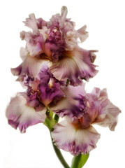 beautiful dust white pink-purple iris flower in paint style isolated at white background. ai generated.