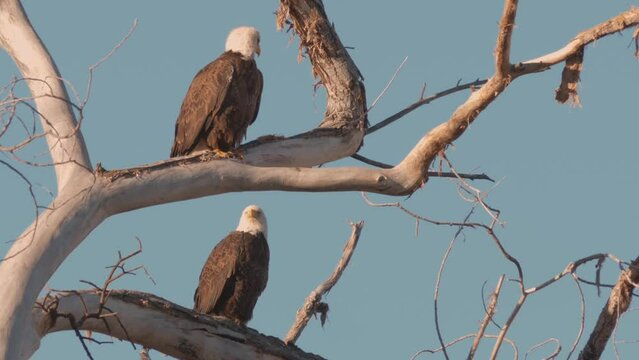 Two Bald Eagles on a Branch
