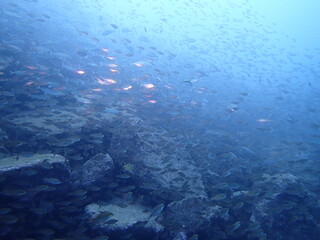 青い海を泳ぐ沢山の魚の群れ（須江/内浦ビーチ）
