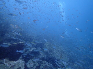 Fototapeta na wymiar 青い海を泳ぐ沢山の魚の群れ（須江/内浦ビーチ）