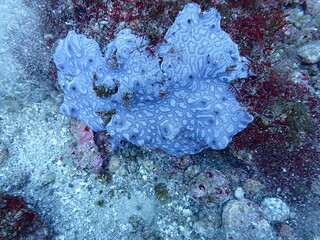 Fototapeta premium 海の中の岩場に生えるイタボヤの仲間