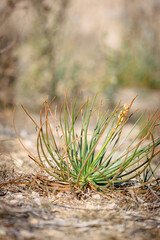 close up of pine needles