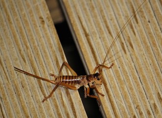 Close up of female Australian Winged Wētā (Pterapotrechus) at night