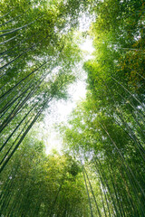 Obraz premium Bamboo forest in Zhuquan Village, Yinan County, Linyi City, Shandong Province