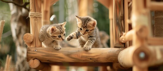 Little Cats Playing Joyfully on a Wooden Playground
