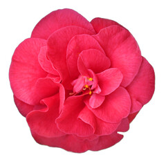 Camellia flower with red petals and yellow stamens, isolated flower with transparent background