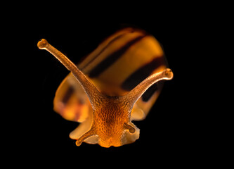 Lightning snail, Snail with light, light true snail, Light from the inside snail