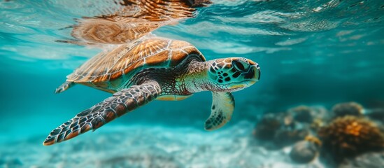 Exquisite Hawaiian Sea Turtle Gracefully Swimming Through the Tranquil Blue Lagoon
