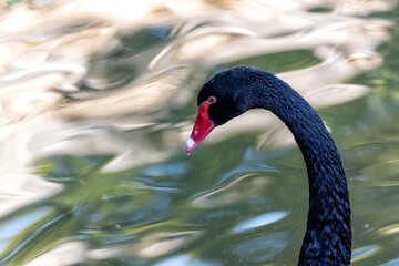Fototapeta premium Mysterious Black Swan (Cygnus atratus) in El Retiro Park, Madrid, Spain