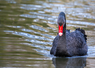 Mysterious Black Swan (Cygnus atratus) in El Retiro Park, Madrid, Spain