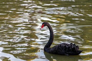 Mysterious Black Swan (Cygnus atratus) in El Retiro Park, Madrid, Spain