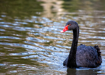Obraz premium Mysterious Black Swan (Cygnus atratus) in El Retiro Park, Madrid, Spain
