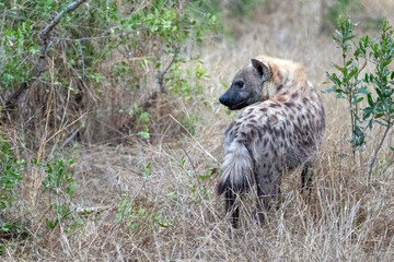 Spotted Hyena looking back in Kruger National Park in South Africa RSA