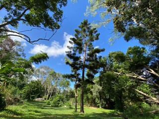 Fototapeta premium pine tree in the forest
