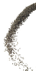 Sunflower seed grain fly in air. Sunflower seed falling scatter, explosion float in shape form line group. White background isolated freeze motion high speed shutter