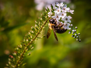 Eastern Carpenter Bee, Xylocopa virginica, gathering pollen from white flowers