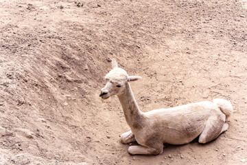 Freshly shaved alpaca lying on a dry ground, Lama pacos, Zoo Brno