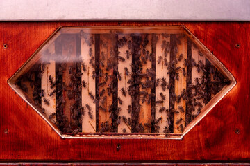 Red wood beehive, bees in Brno Zoo closeup, apiculture, beekeeping