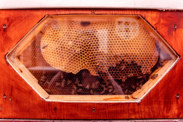 Bees in Brno Zoo closeup, honeycomb in a beehive, apiculture, beekeeping