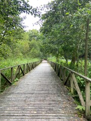wooden bridge in the woods