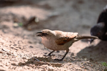 sparrow eating on the ground