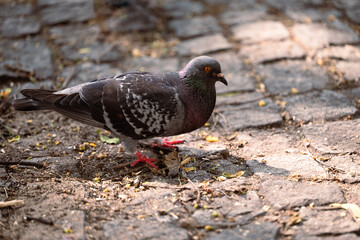 dark pigeon on the ground in a park