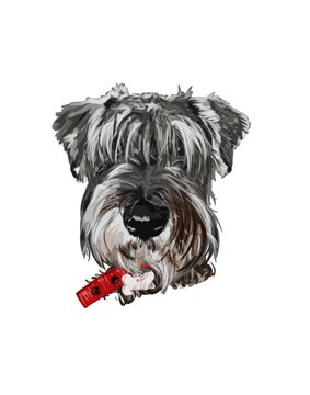 shih tzu dog